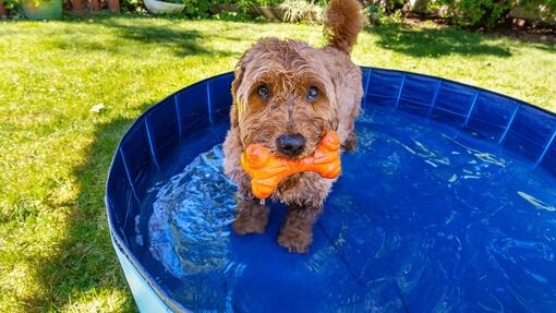 Best way to cool your dog hotsell
